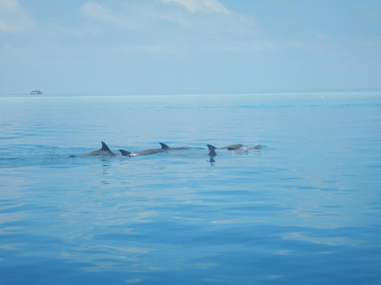 Lagoon Villa Maldives Тодду Экстерьер фото